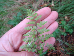 Asplenium hookerianum