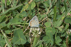 Polyommatus icarus
