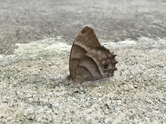 Taygetis inconspicua