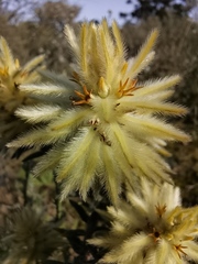 Phylica pubescens