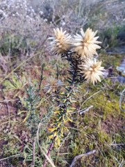 Phylica pubescens