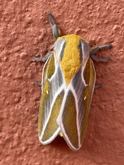 Syssphinx albolineata