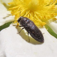 Acmaeodera bipunctata bipunctata