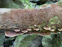 Fungi