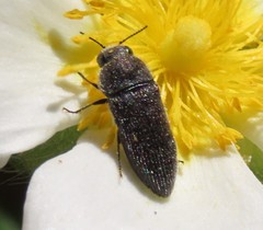 Acmaeodera bipunctata bipunctata
