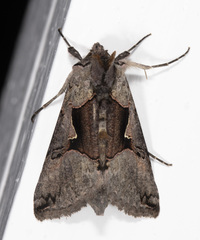 Autographa ampla