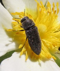 Acmaeodera bipunctata bipunctata
