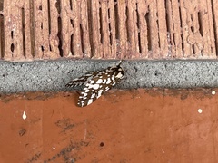 Lophocampa ingens