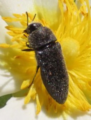 Acmaeodera bipunctata bipunctata