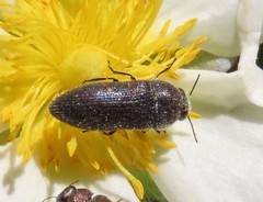 Acmaeodera bipunctata bipunctata