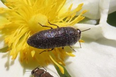 Acmaeodera bipunctata bipunctata
