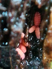 Bilobella braunerae