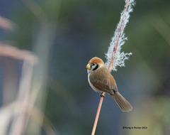 Paradoxornis guttaticollis