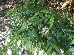 Syzygium anisatum