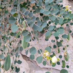 Capparis zoharyi