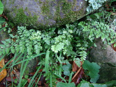 Asplenium hookerianum
