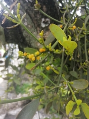 Phoradendron quadrangulare