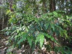 Syzygium anisatum