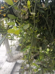 Phoradendron quadrangulare