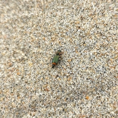 Clanoptilus marginellus