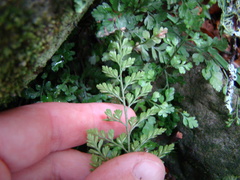 Asplenium hookerianum