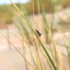Clanoptilus marginellus