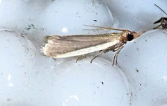 Peoria roseotinctella