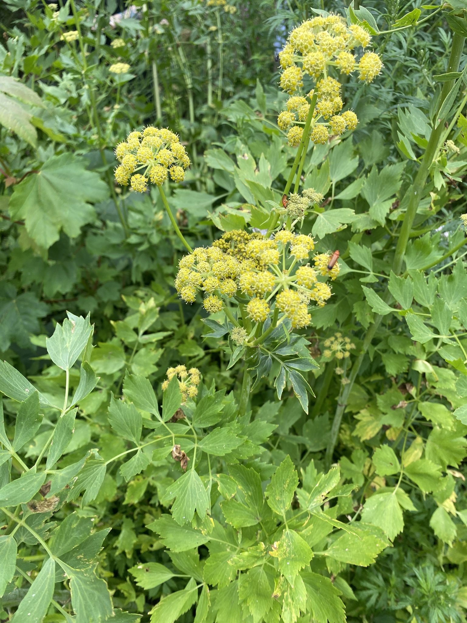 Levisticum officinale