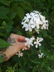 Saponaria officinalis