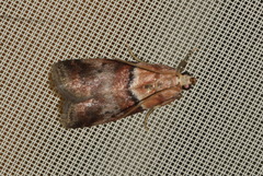 Acrobasis repandana
