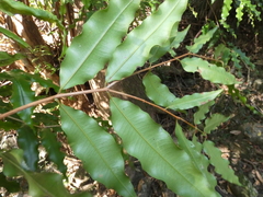 Syzygium anisatum