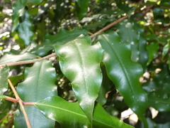 Syzygium anisatum