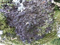 Nephroma tangeriense