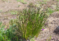 Juncus haenkei