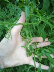 Sisymbrium officinale