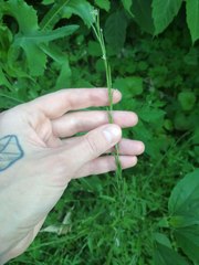 Sisymbrium officinale