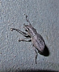 Naupactus versatilis