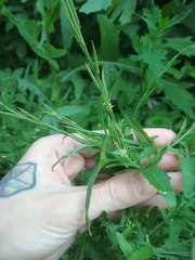 Sisymbrium officinale