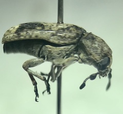 Ozotomerus japonicus