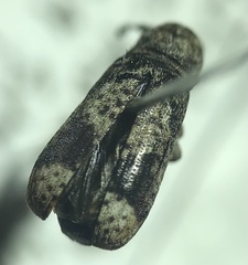 Ozotomerus japonicus