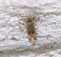 Phytocoris longipennis
