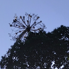 Cussonia sphaerocephala