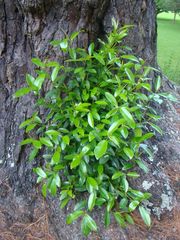 Ficus macrophylla
