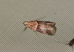 Acrobasis repandana