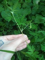 Geranium sibiricum