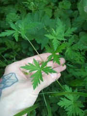 Geranium sibiricum