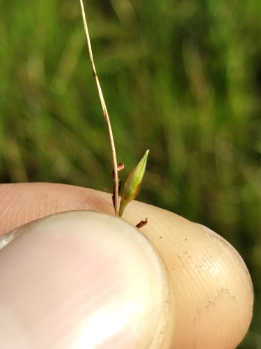 Image of Rhynchospora galeana by (c) Scott Ward, some rights reserved (CC BY)