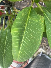 Plumeria rubra
