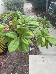 Plumeria rubra