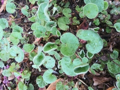 Dichondra micrantha